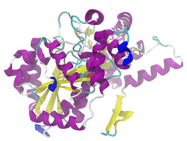 Alat2酵素の構造
